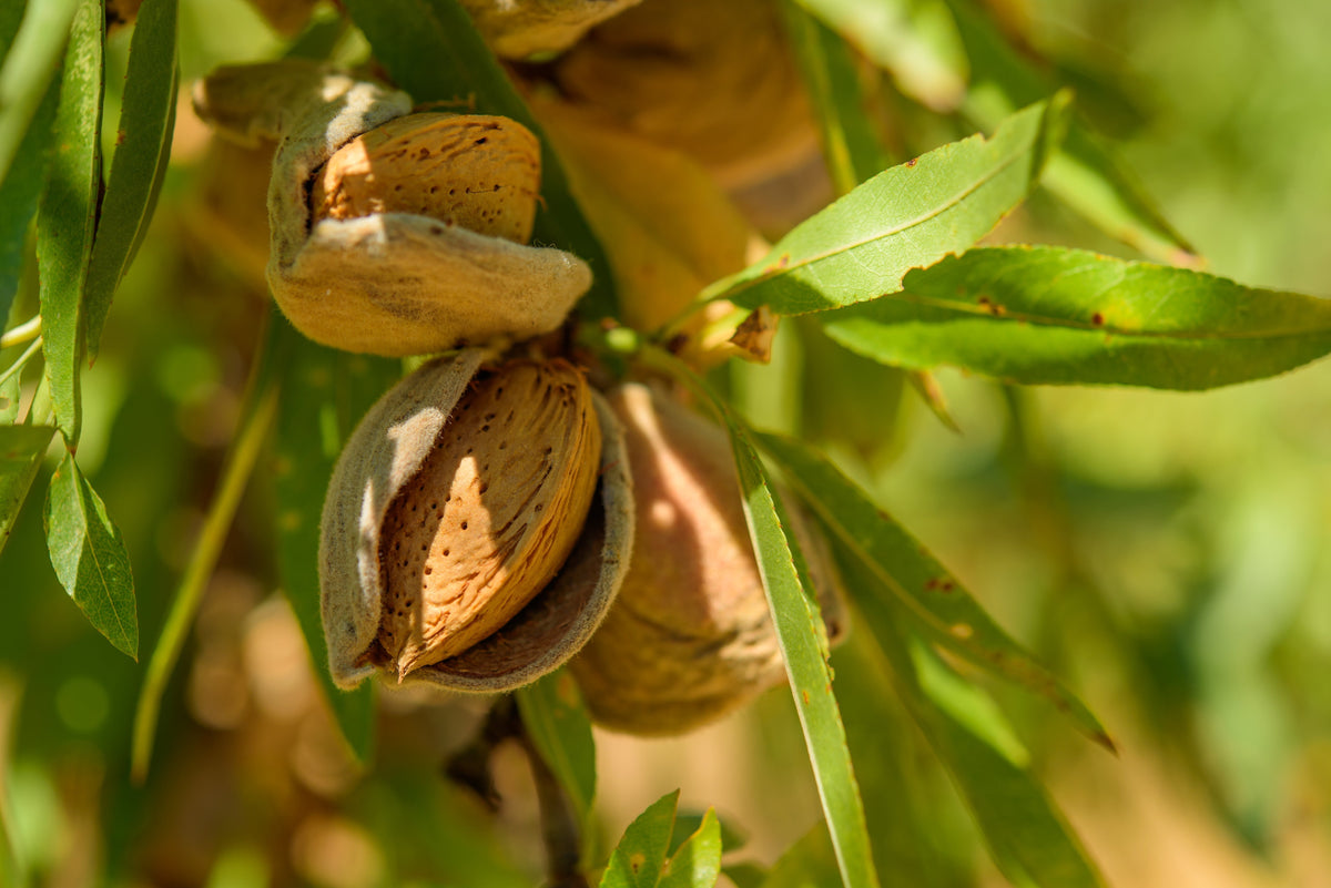 Almendro... la cosecha de 2027 ya está en el árbol