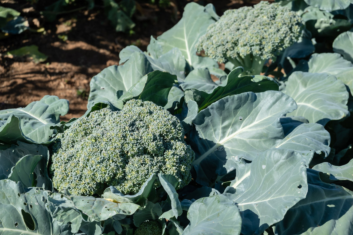 Diferentes enfermedades en el Brócoli