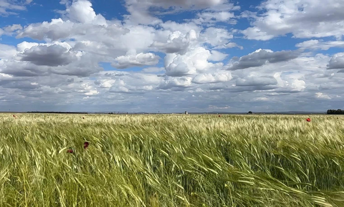 Fertilización en cereal: las bases N-P-K de un trigo y una cebada rentables