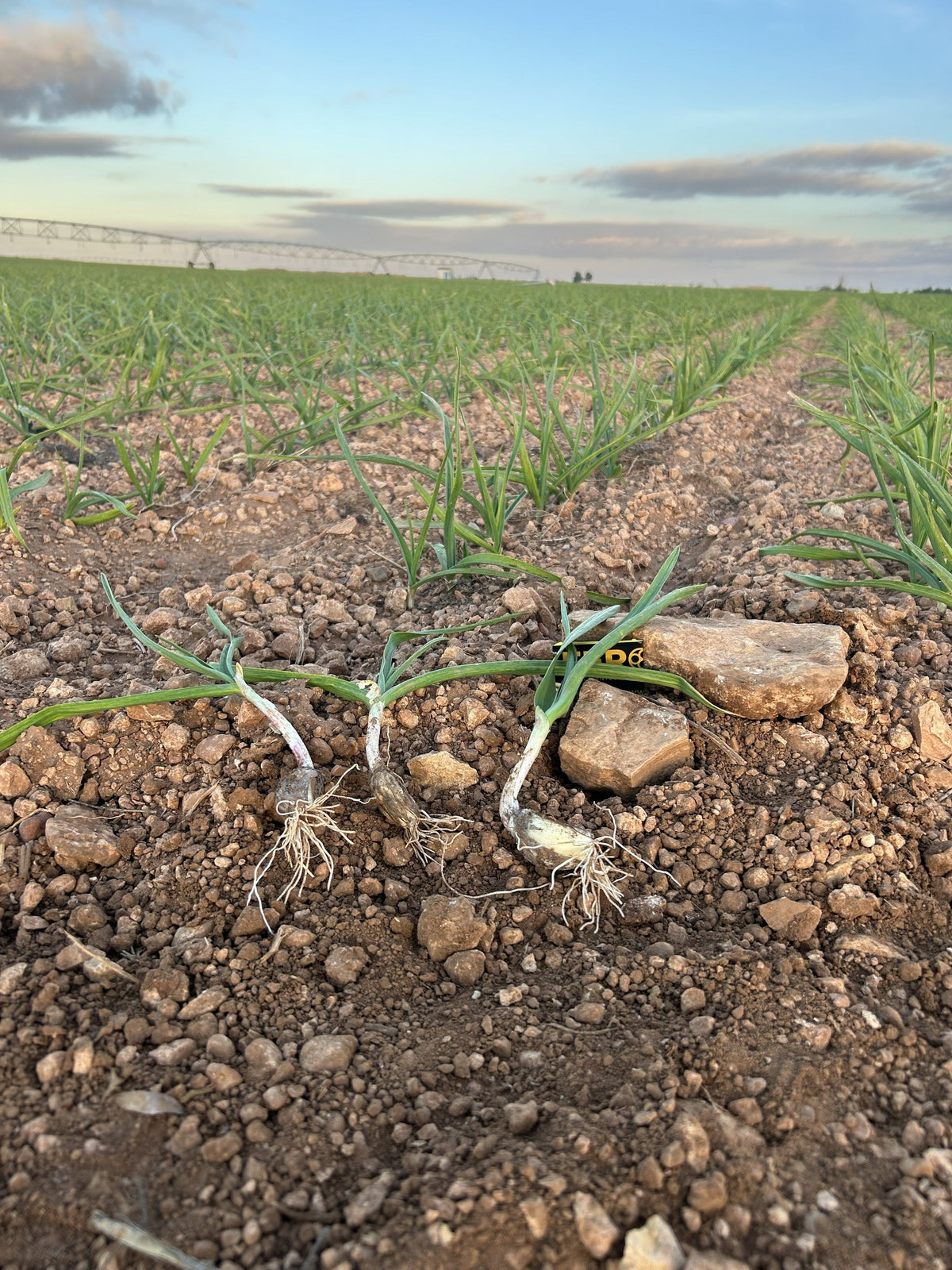 Ajo: plantación, problemas y enraizamiento potente