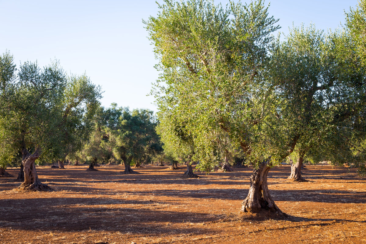 La cosecha del olivar
