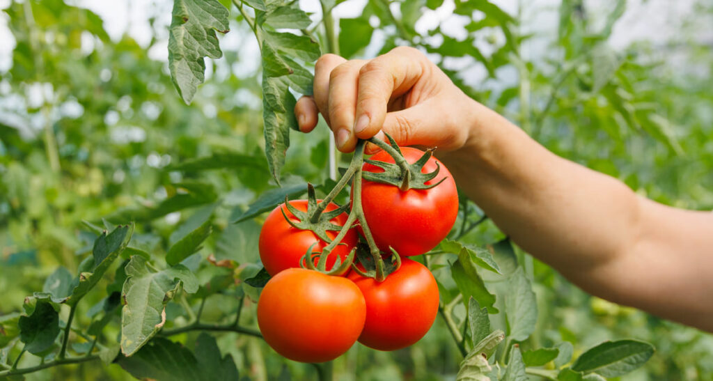 como cultivar tomates consejos